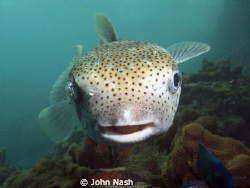 Puffer fish, by John Nash 